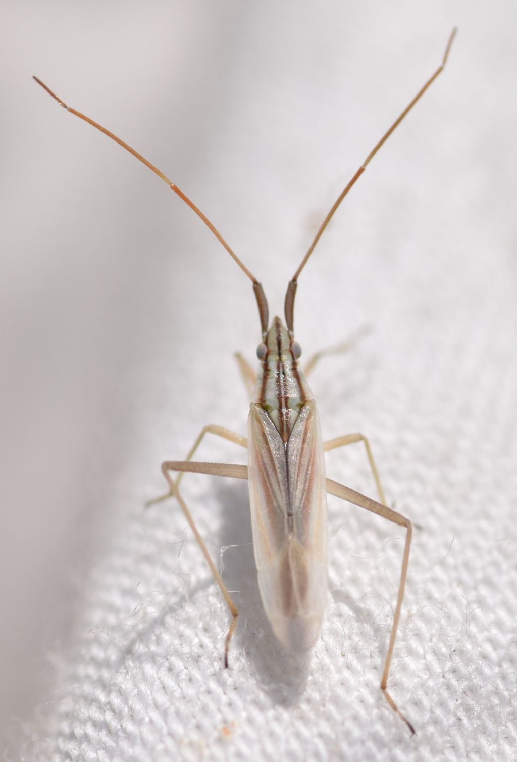 Miridae: Trigonotylus cfr. pulchellus dell''Emilia (BO)